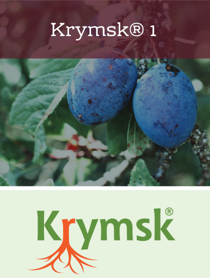 Krymsk 1 Rootstock brought to you by Varieties International