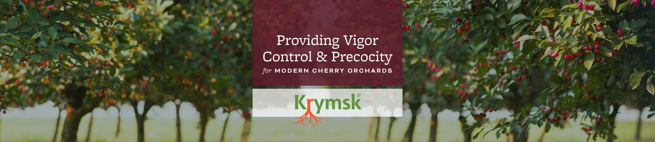 Krymsk Rootstock • Providing Vigor Control & Precocity for Modern Cherry Orchards