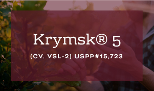 Krymsk 5 Rootstock brought to you by Varieties International