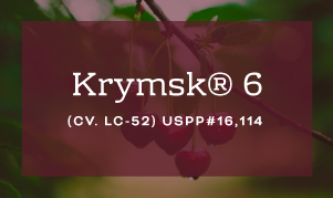 Krymsk 6 Rootstock brought to you by Varieties International