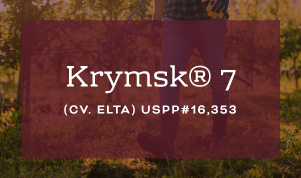 Krymsk 7 Rootstock brought to you by Varieties International